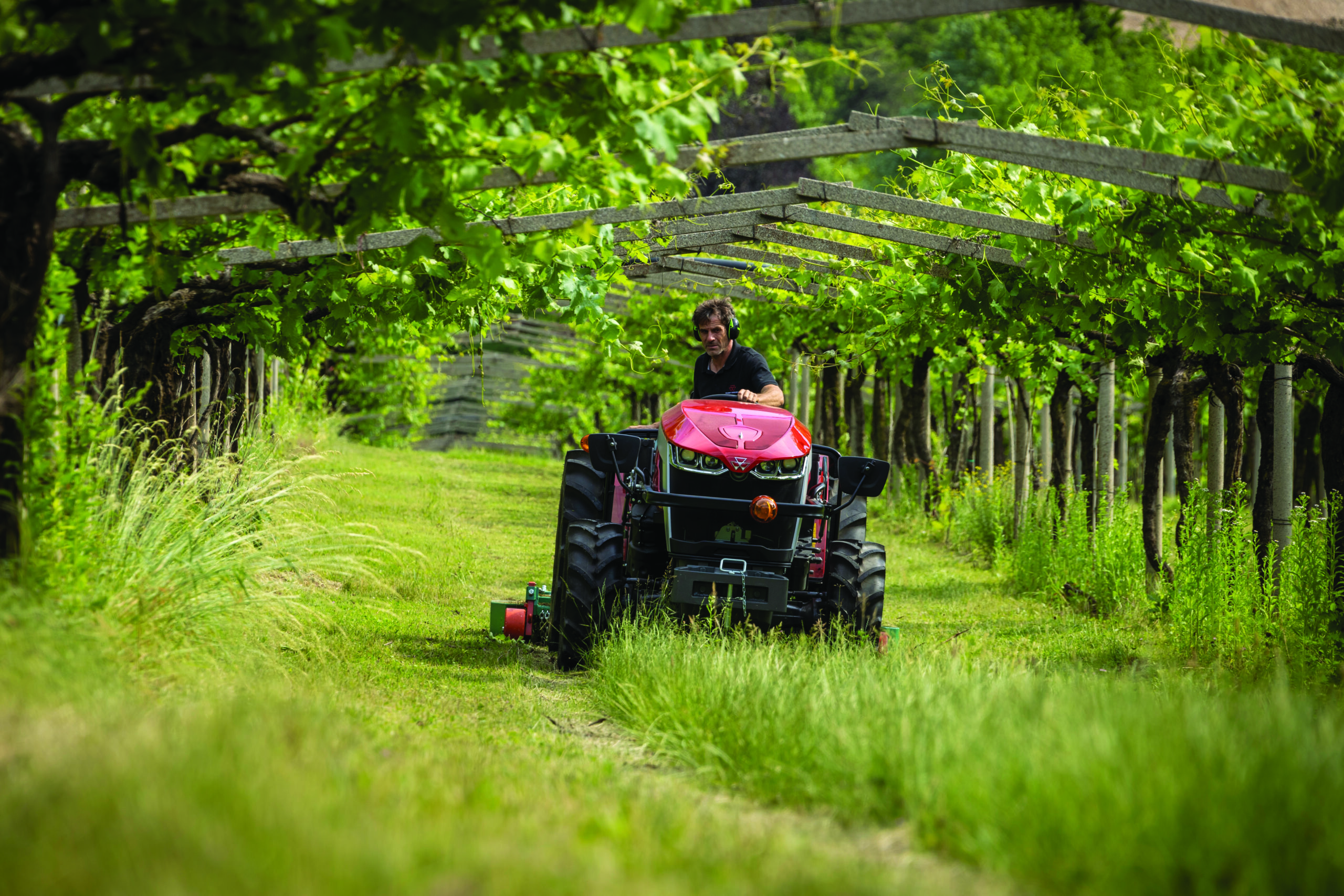 Massey Ferguson 3 Series mowing in vineyard rows, ideal for narrow spaces and specialty crop operations.