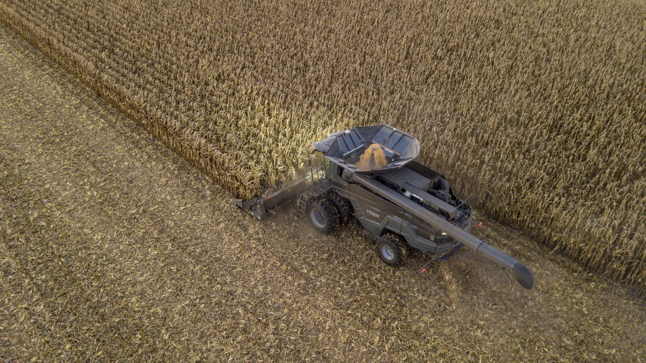 Fendt IDEAL combine harvesting corn from above, showcasing high-capacity grain tank and precision ag technology in action.