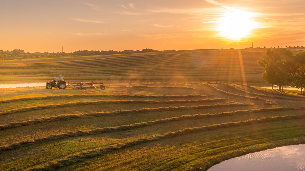 Massey Ferguson RK Series rotary rake working in a hayfield at sunset, showcasing efficient forage equipment performance.