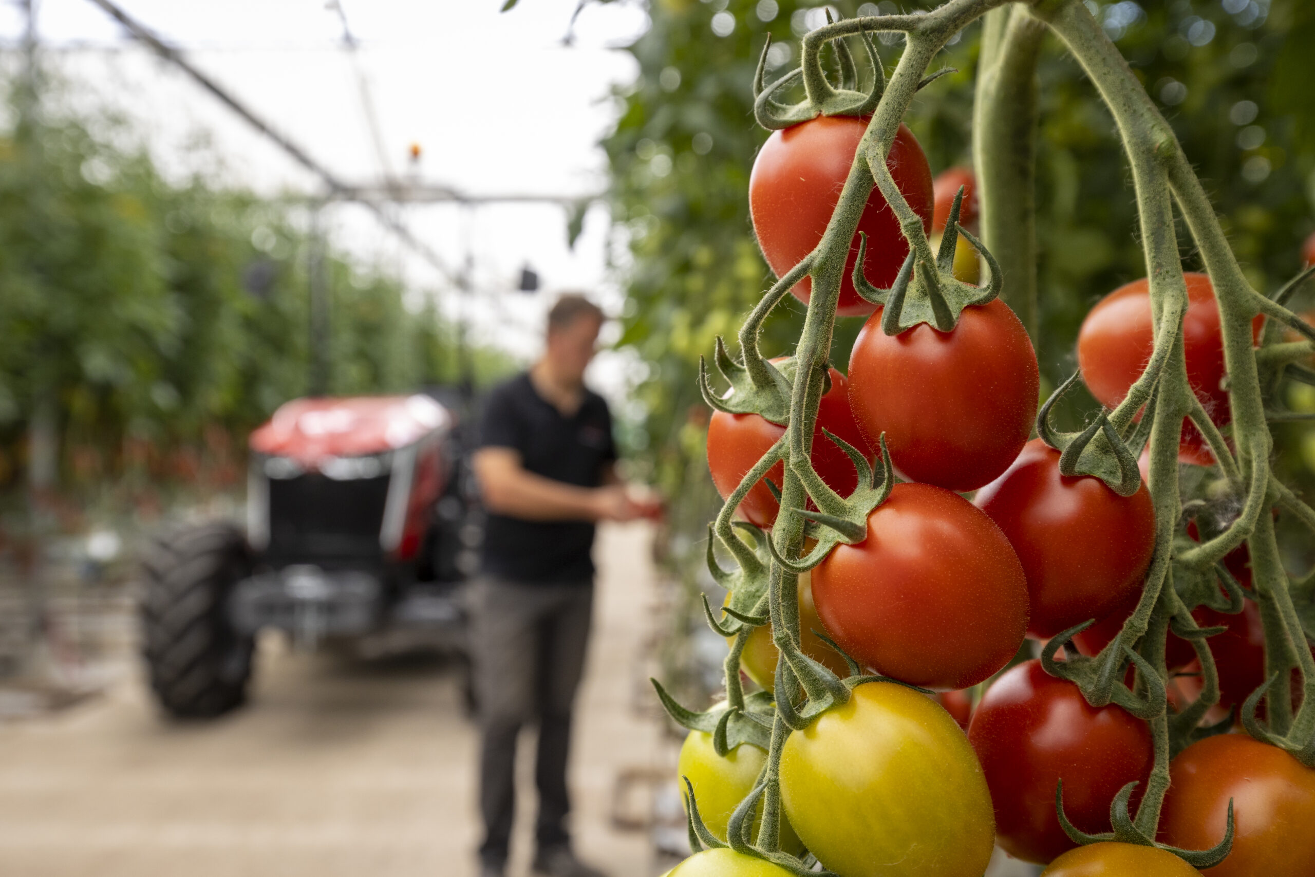 Massey Ferguson 3 Specialty Series tractor in a greenhouse with ripe tomatoes in foreground, highlighting compact ag solutions