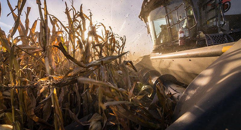 Close-up of Gleaner 3300 Command Series harvesting corn at sunset, highlighting AGCO performance and efficiency.