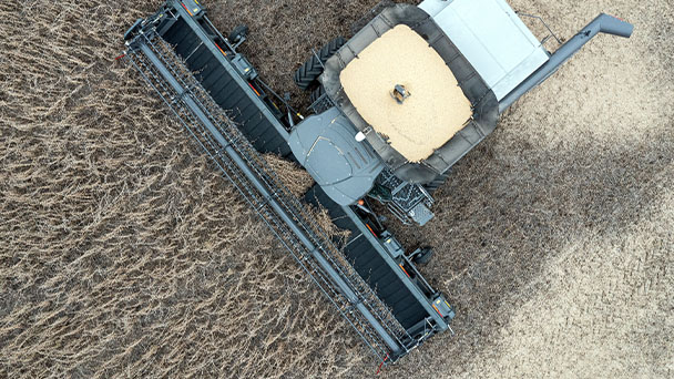 Overhead view of Gleaner 9300 Series head harvesting soybeans with full grain tank in dry field.