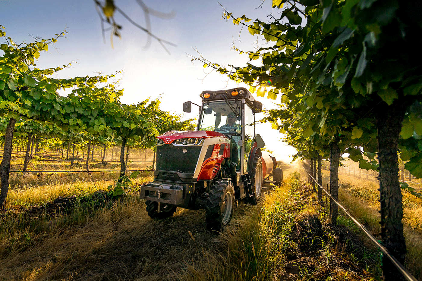 Massey Ferguson 3 Series spraying vineyard at sunrise, built for specialty crops with narrow-row performance and precision.